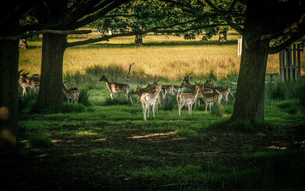 a herd of deer standing on top of a lush green field