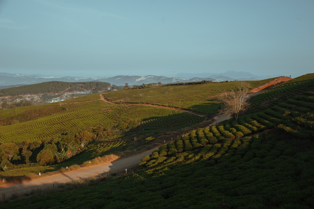 a dirt road winding through a lush green hillside