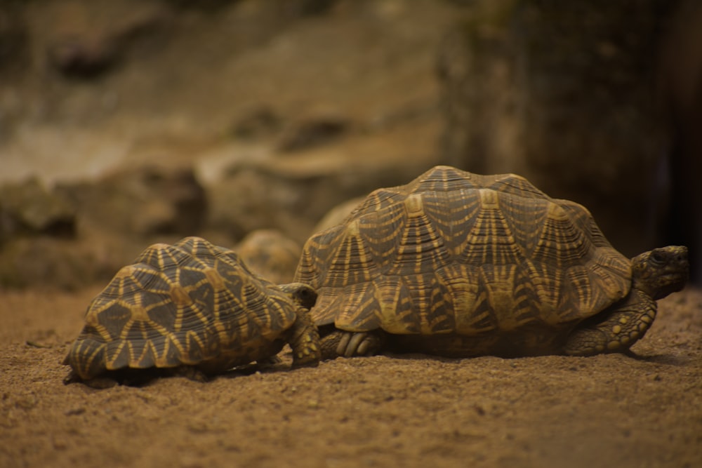 a couple of small turtles walking across a dirt field