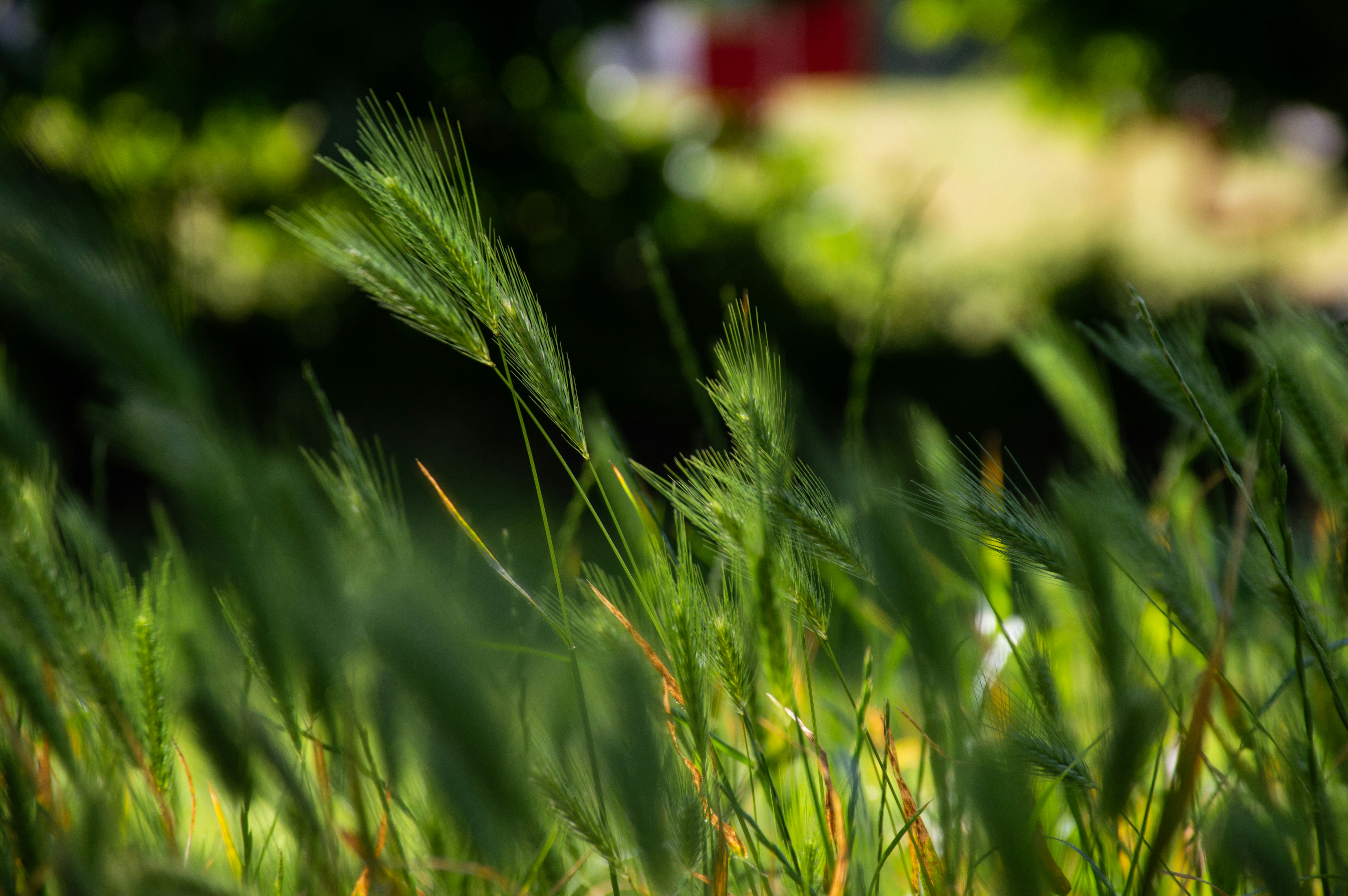 a blurry photo of some green grass