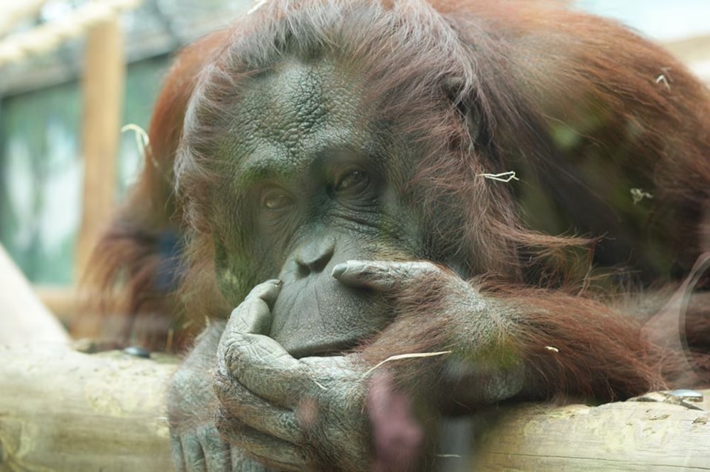 a close up of a monkey on a tree branch