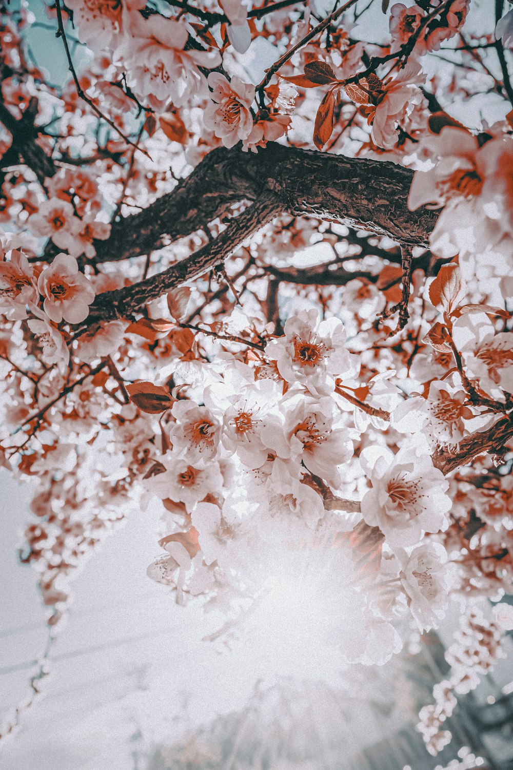 O sol brilha através dos galhos de uma árvore em flor