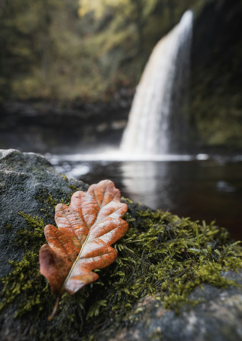 a leaf is laying on a rock near a waterfall