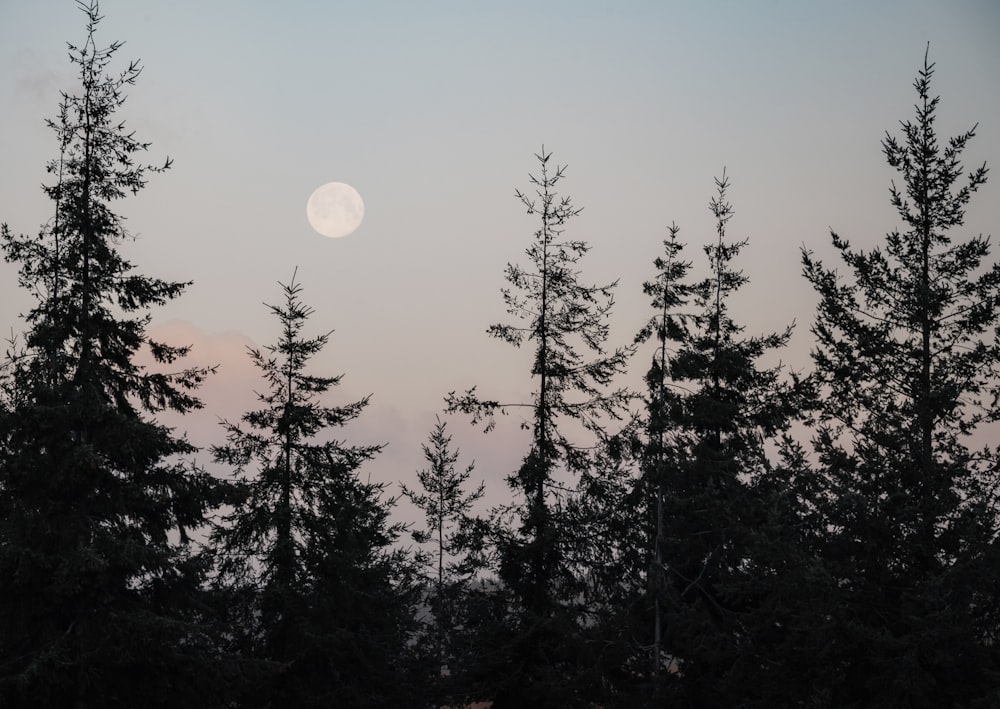 a full moon is seen through the trees