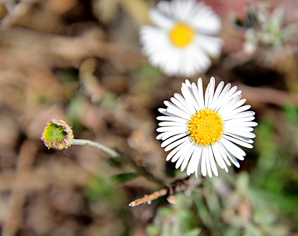 a couple of white flowers sitting on top of a field