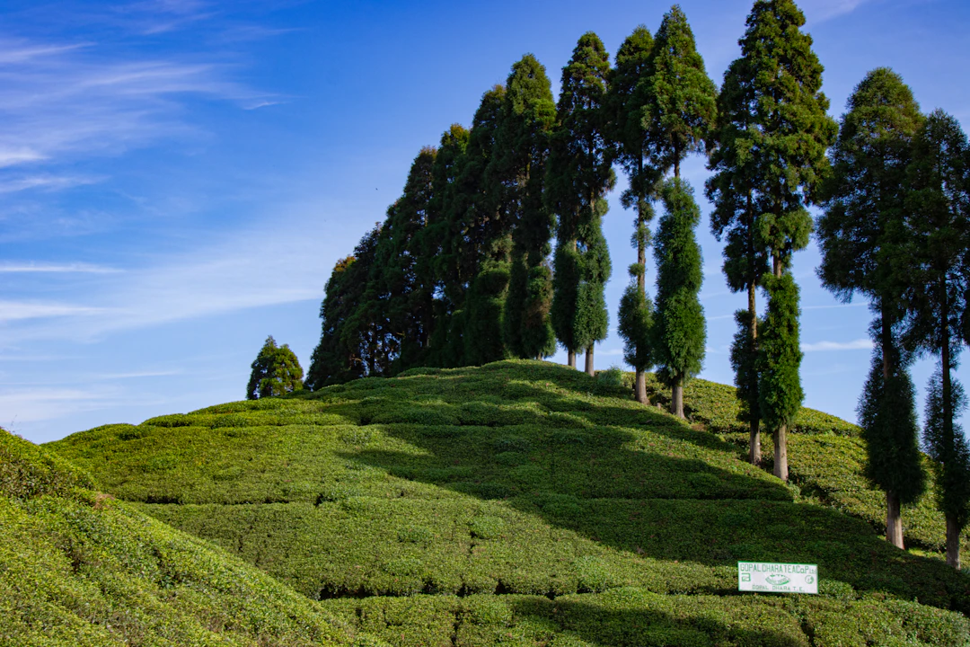 3-Day Luxury Darjeeling Itinerary: Premium Travel Guide