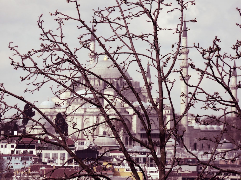 a tree with no leaves in front of a large building