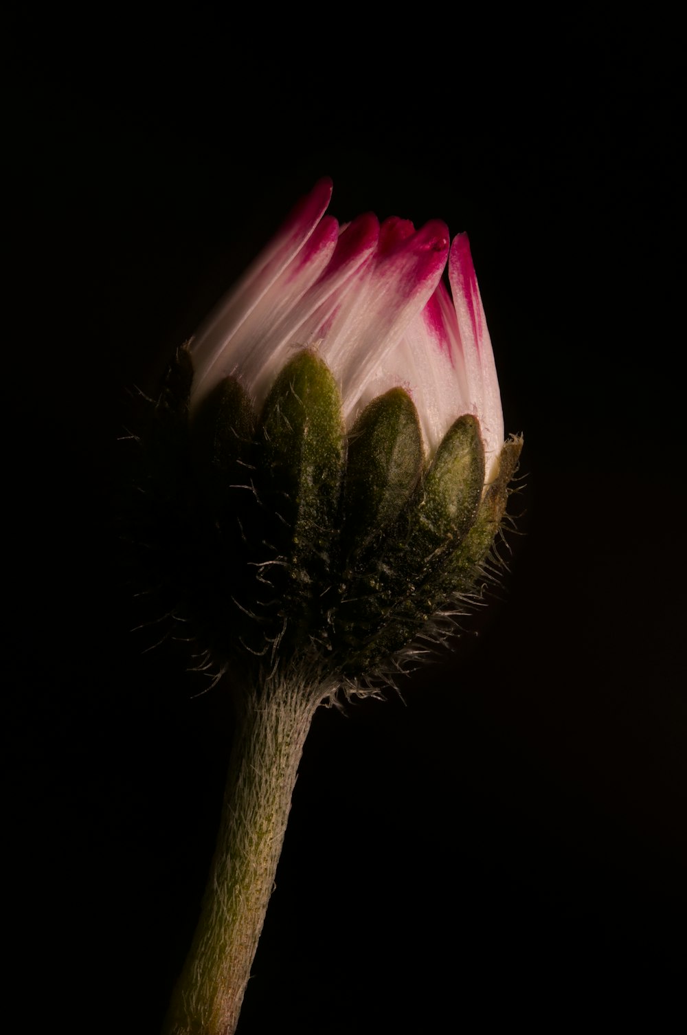 eine Nahaufnahme einer Blume mit schwarzem Hintergrund
