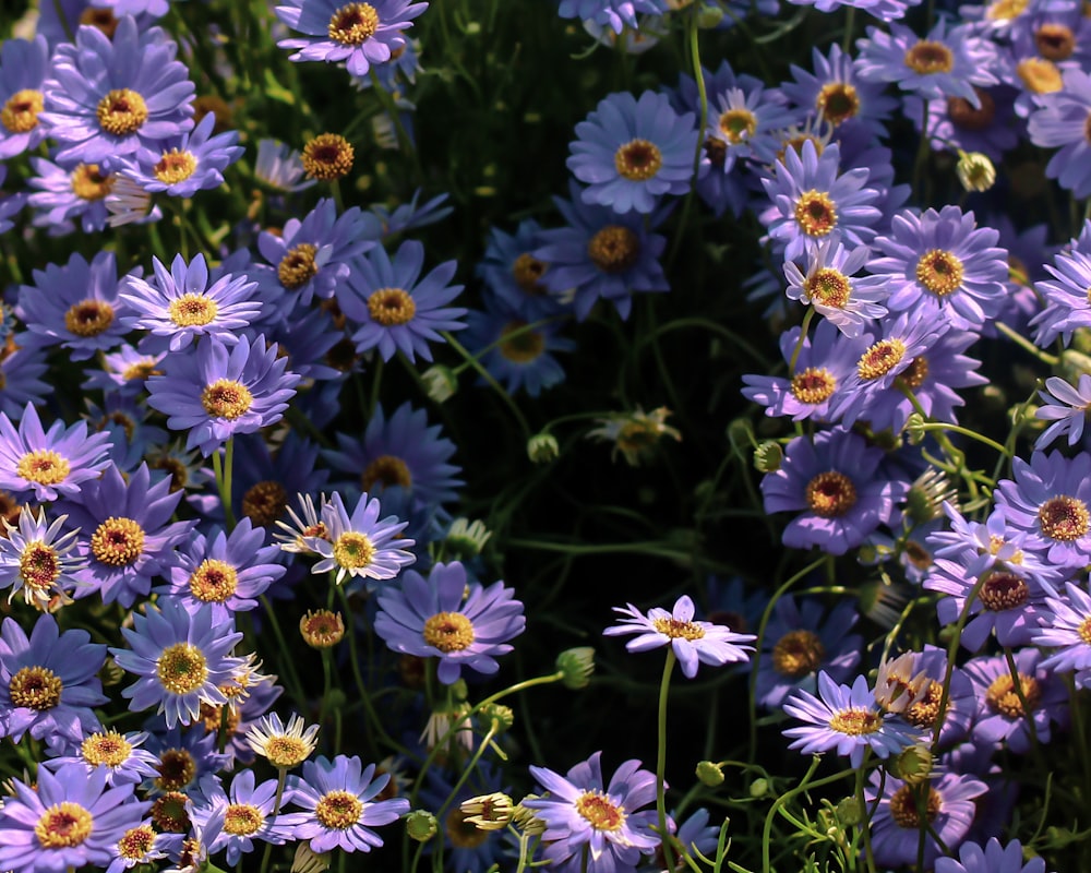 a bunch of purple flowers with yellow centers