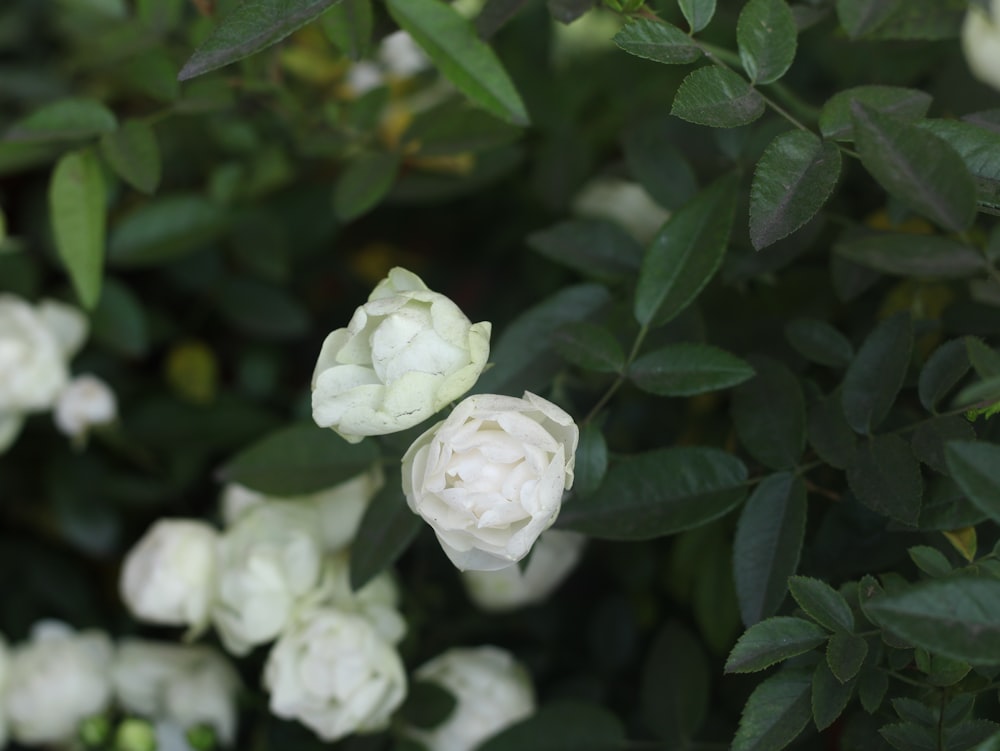 a close up of a bush with white flowers