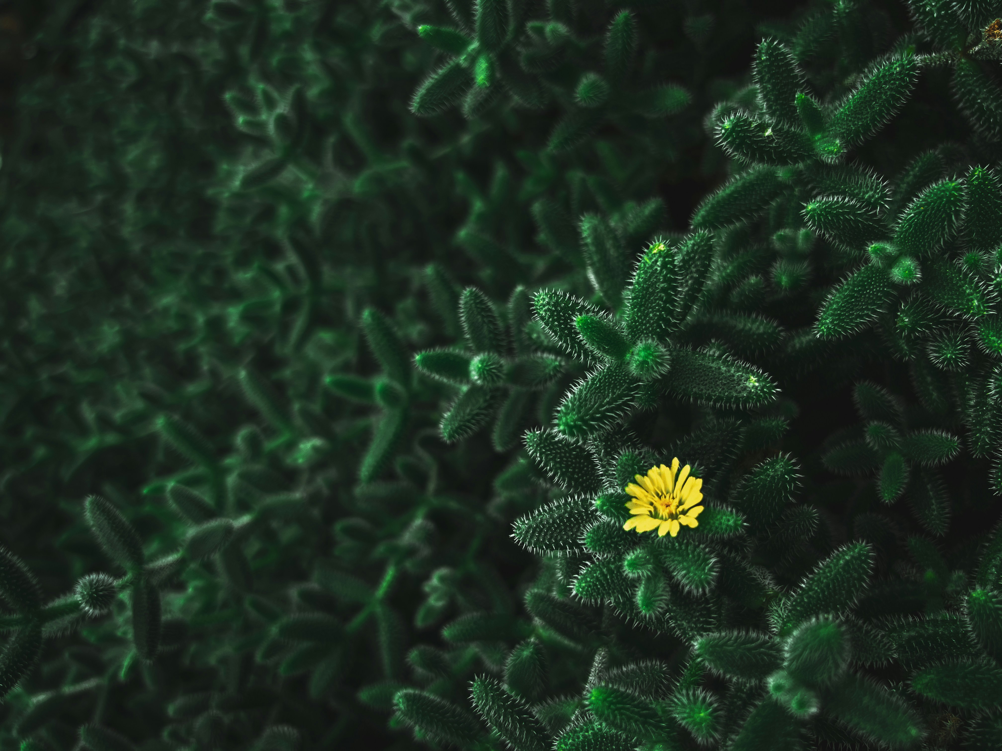 a small yellow flower sitting on top of a green plant
