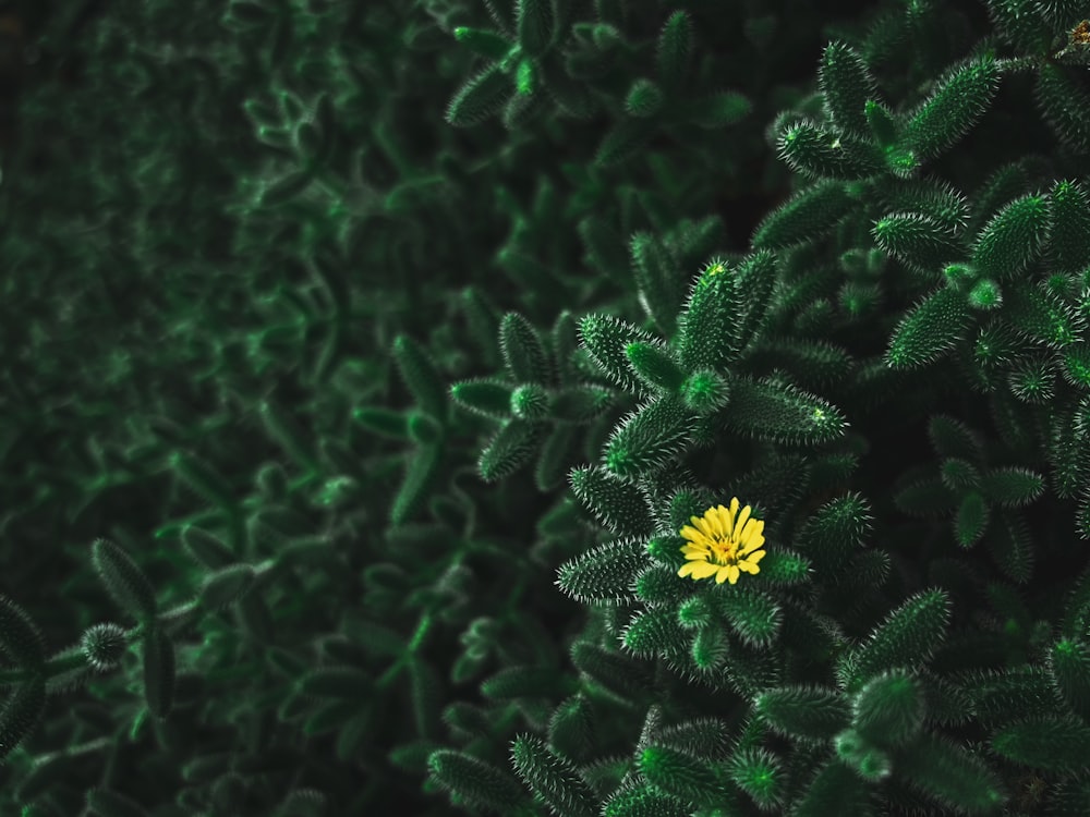 a small yellow flower sitting on top of a green plant