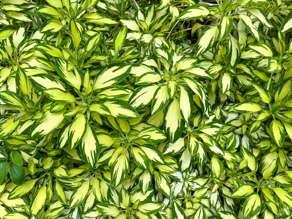 gros plan d’une plante à feuilles vertes