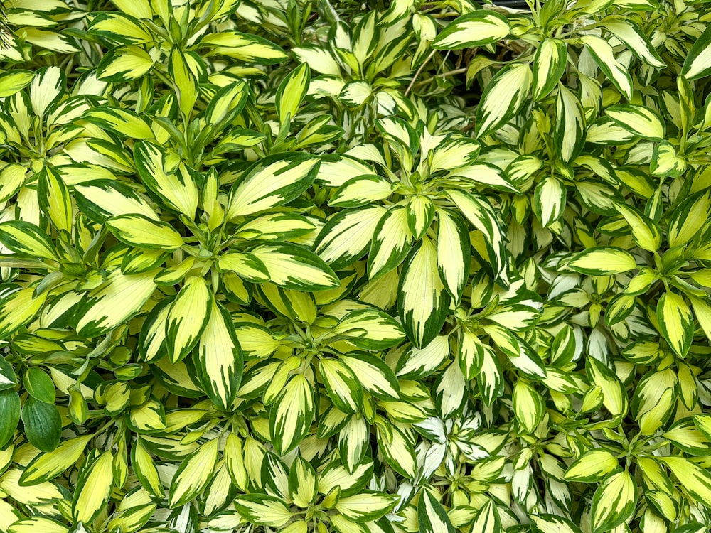 a close up of a plant with green leaves