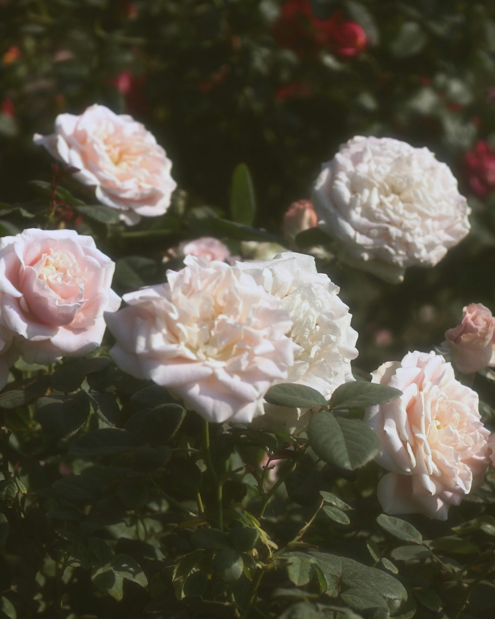 a group of white roses in a garden