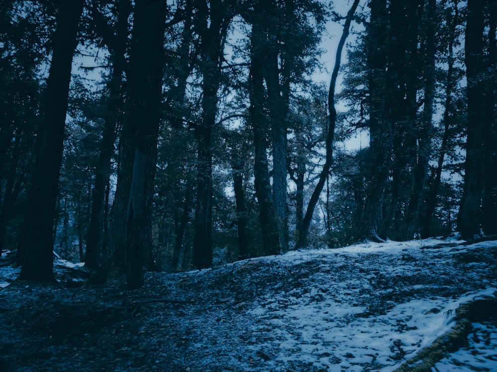 a snow covered path in the middle of a forest