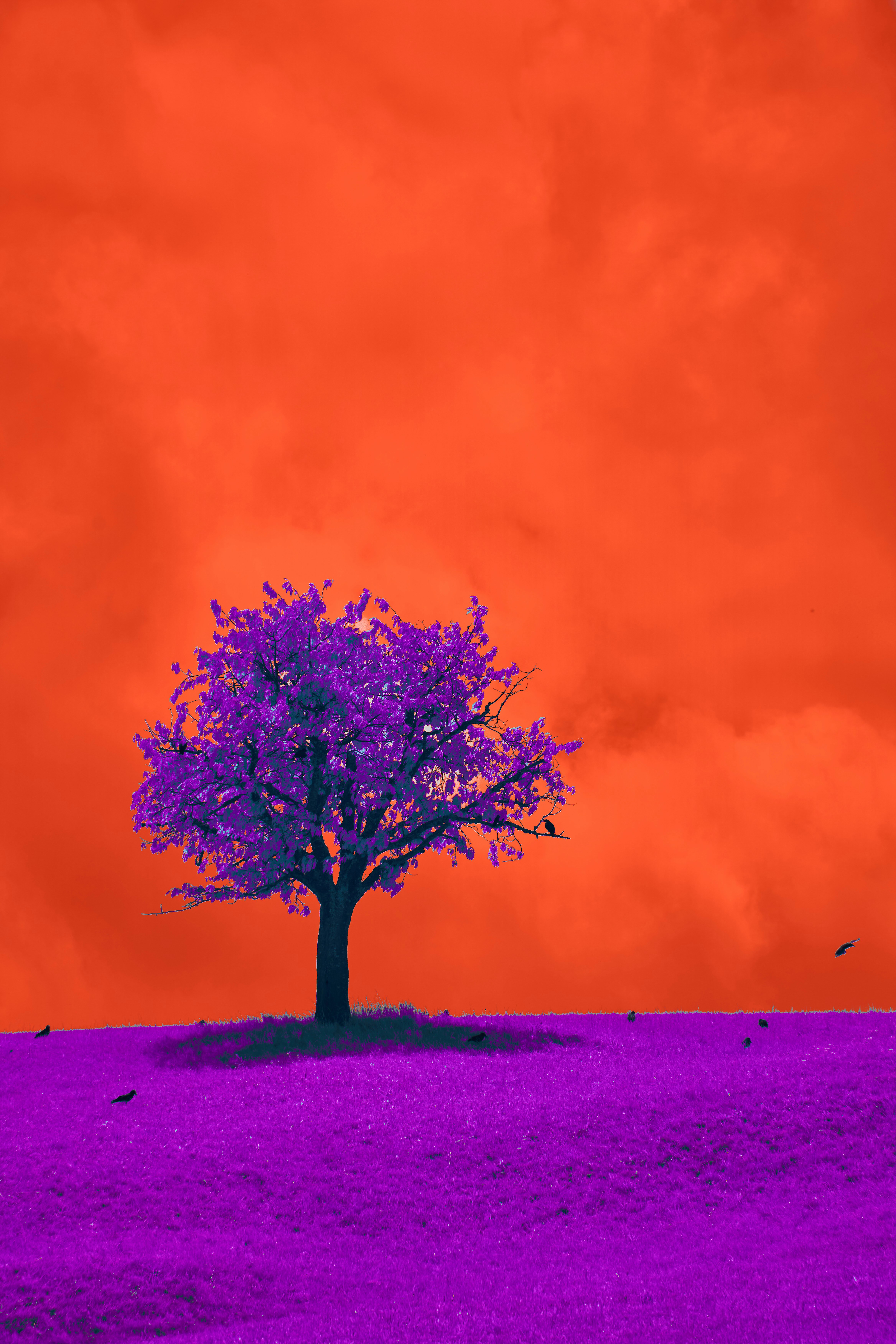 Photo by wolfgang_hasselmann