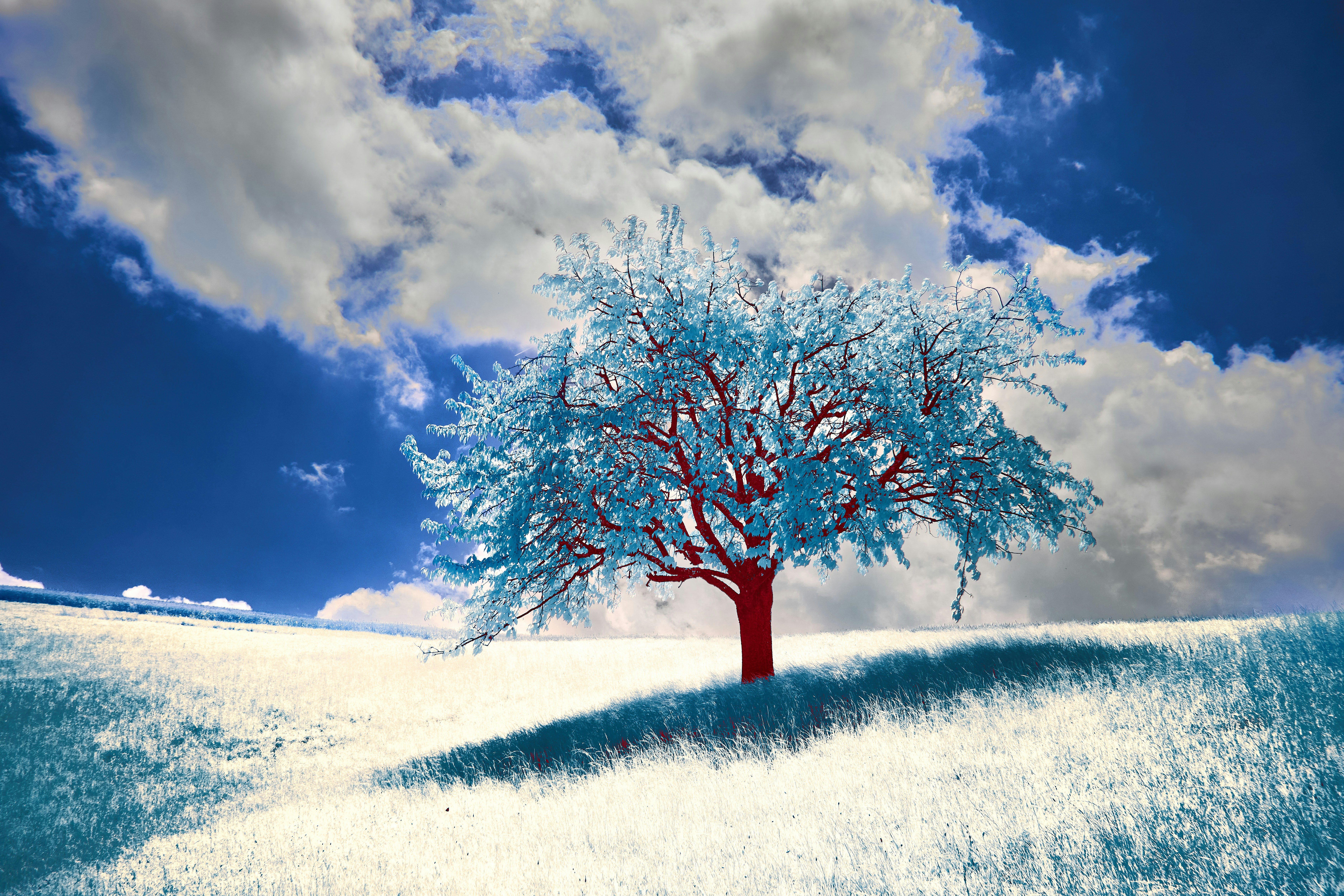 Photo by wolfgang_hasselmann