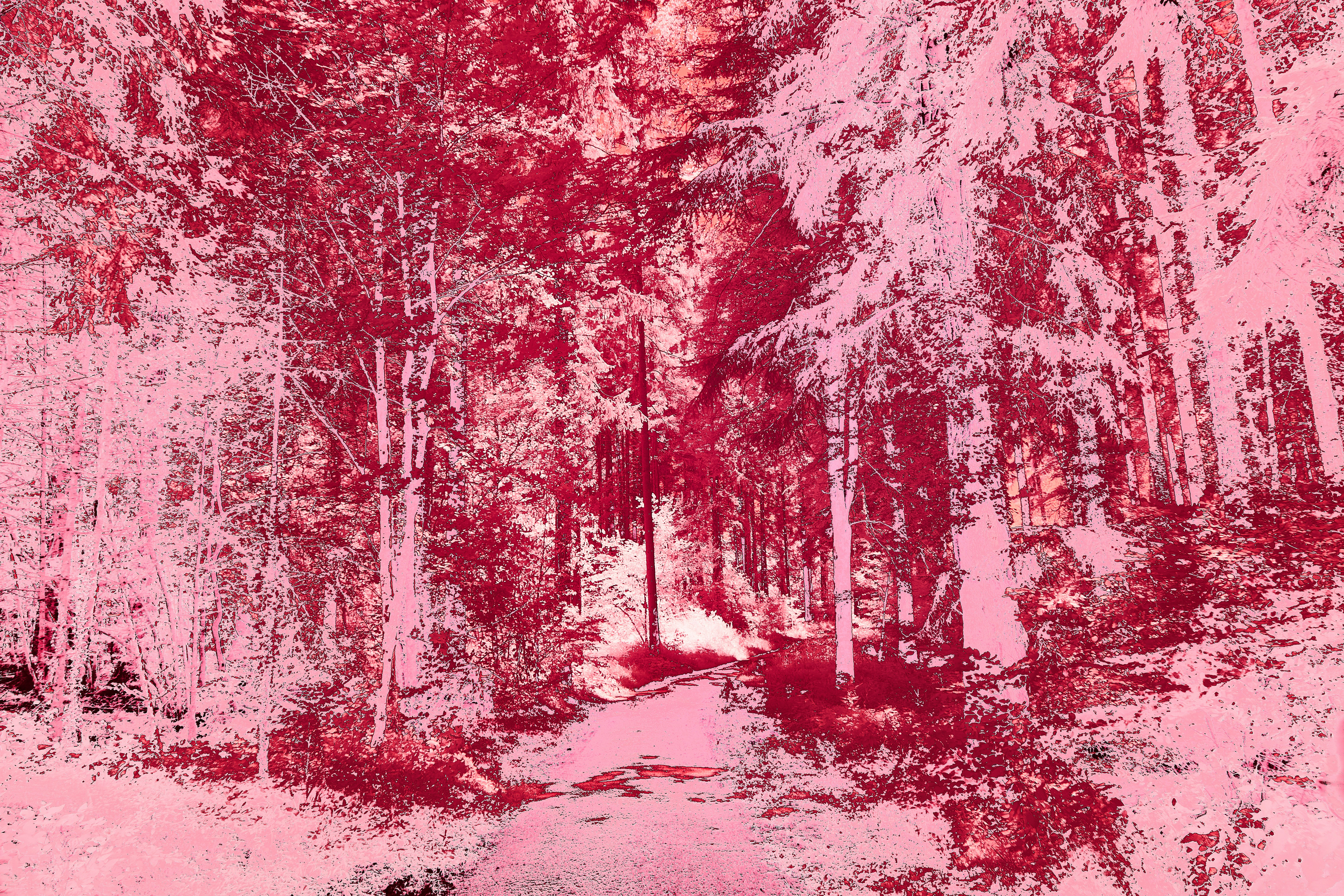 Photo by wolfgang_hasselmann