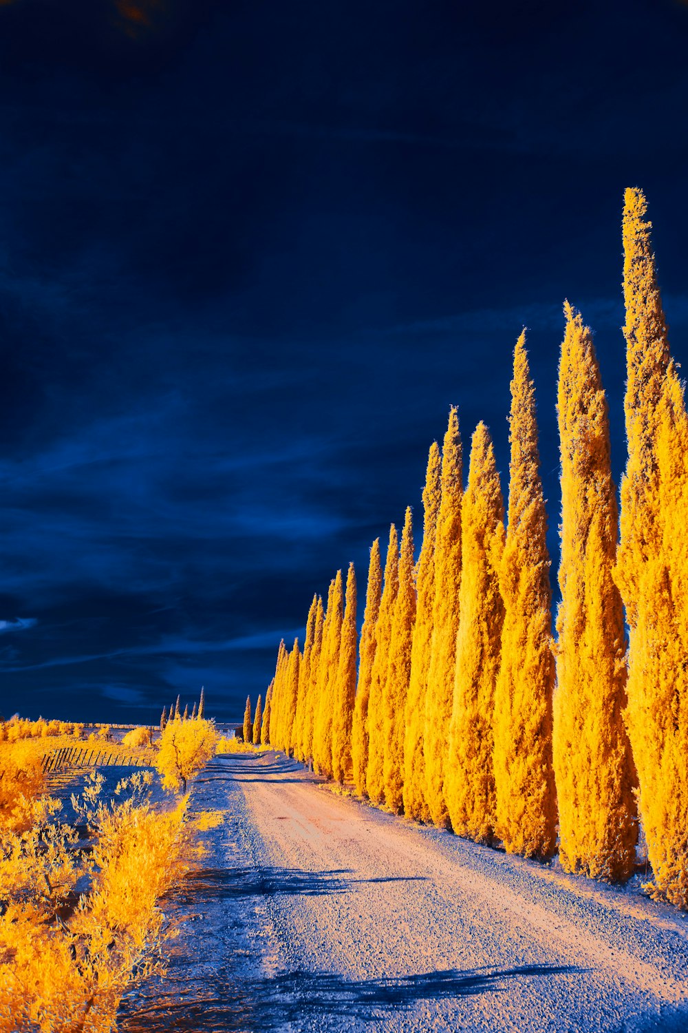a row of yellow trees along a dirt road