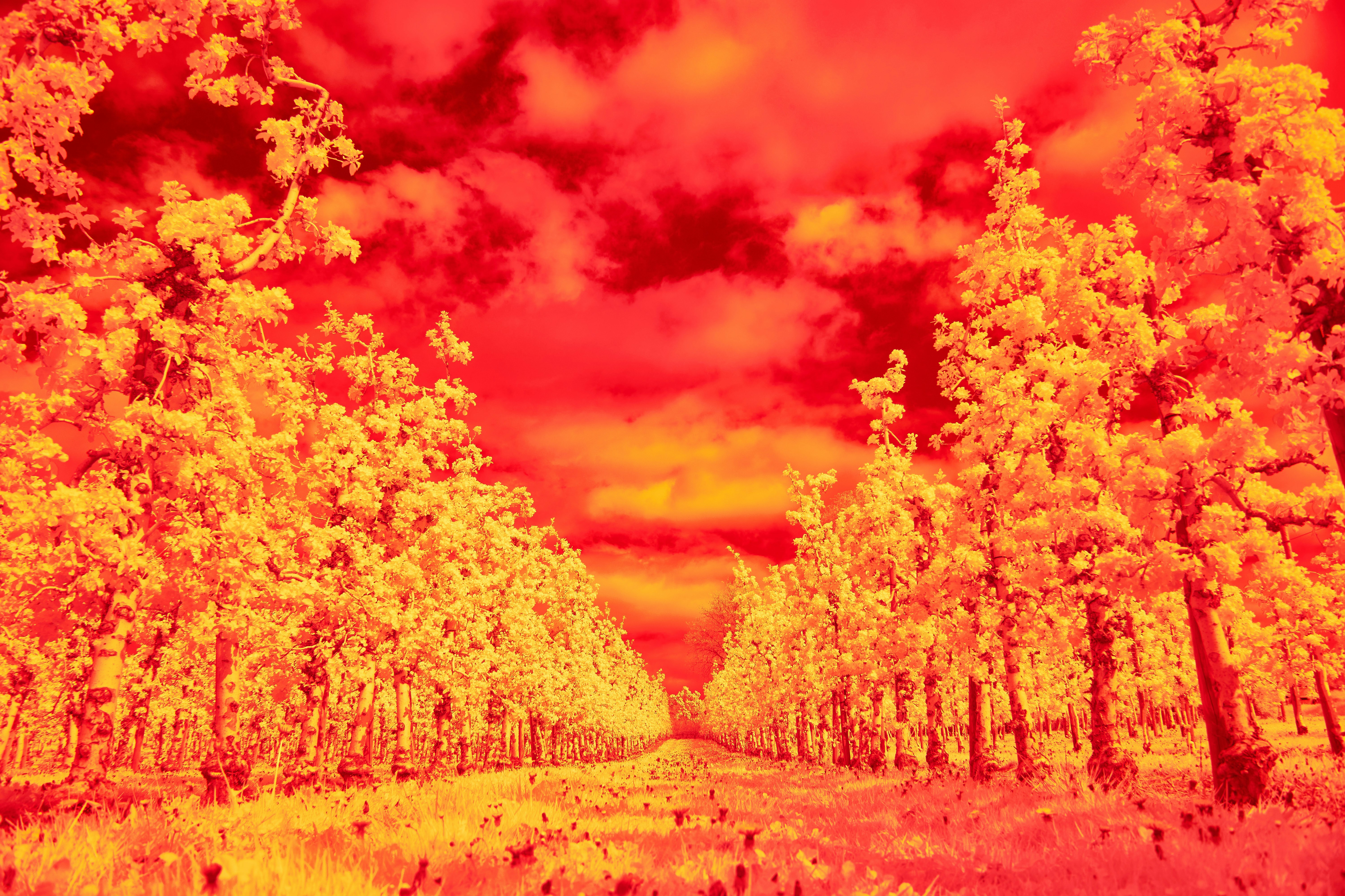 Photo by wolfgang_hasselmann