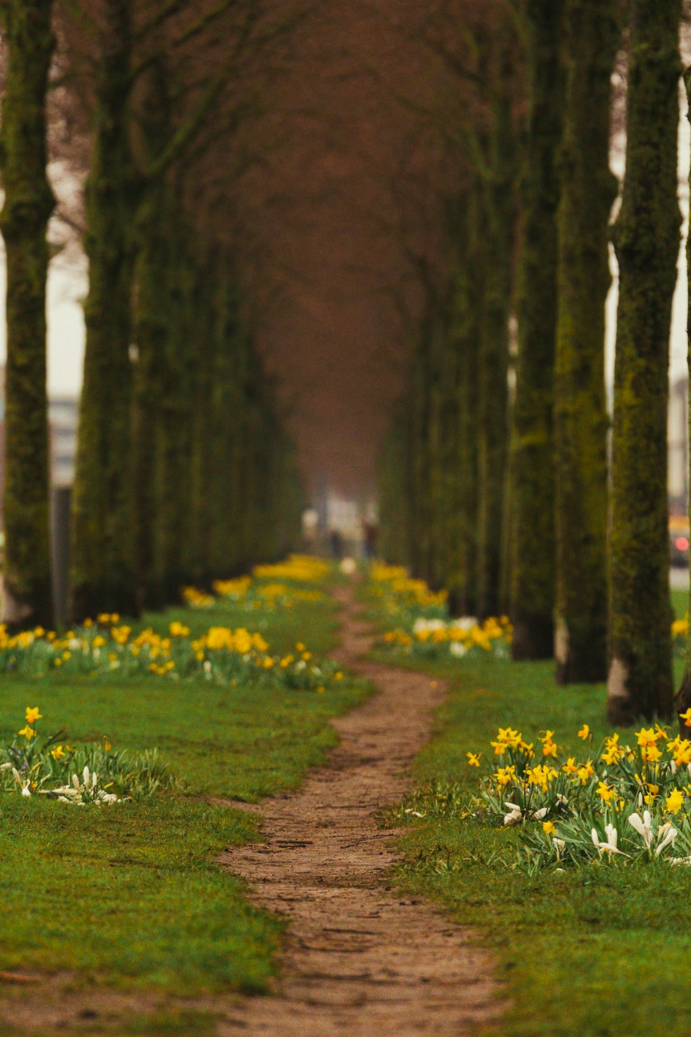 a dirt path lined with trees and yellow flowers