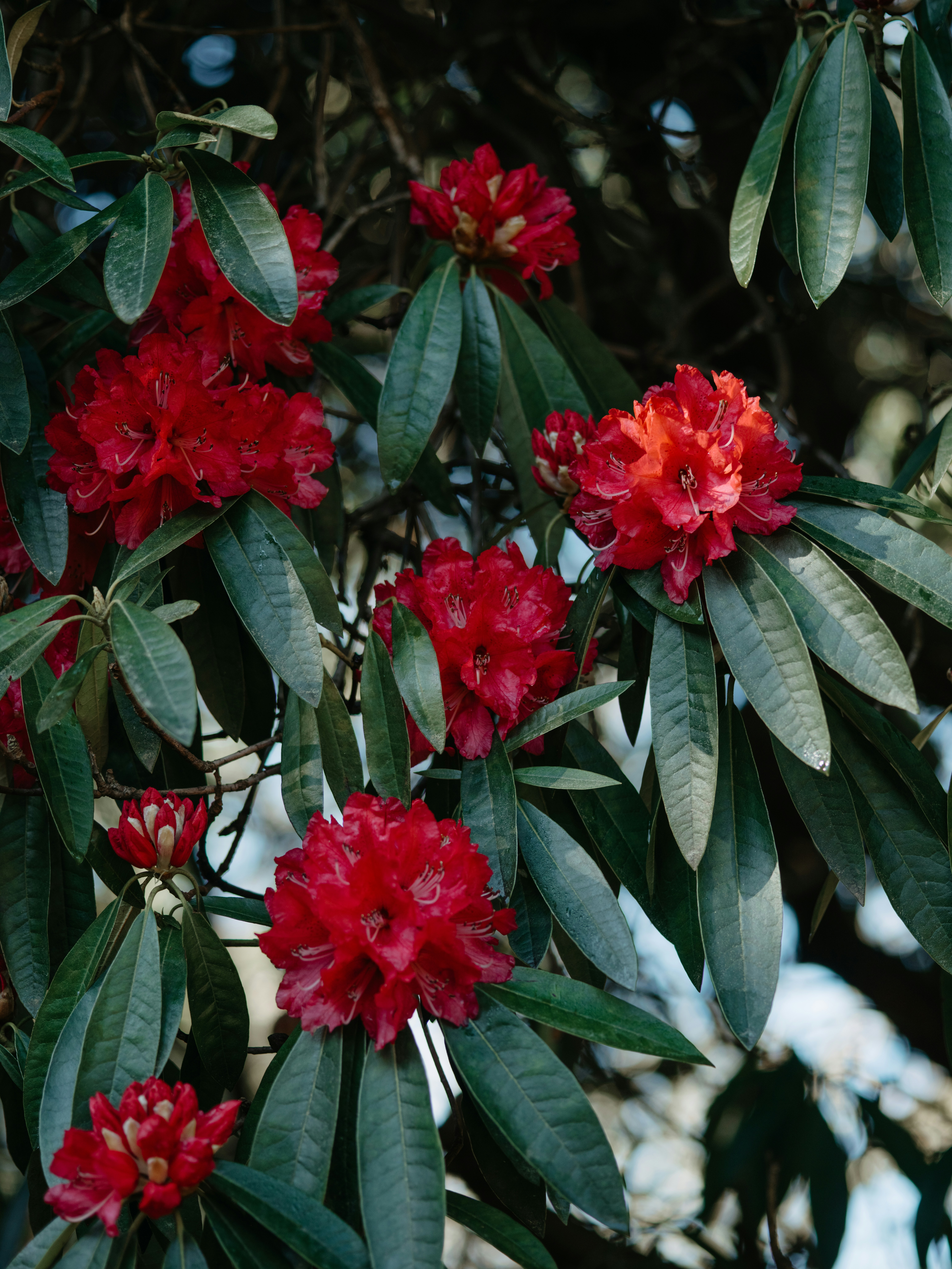 a tree with red flowers and green leaves