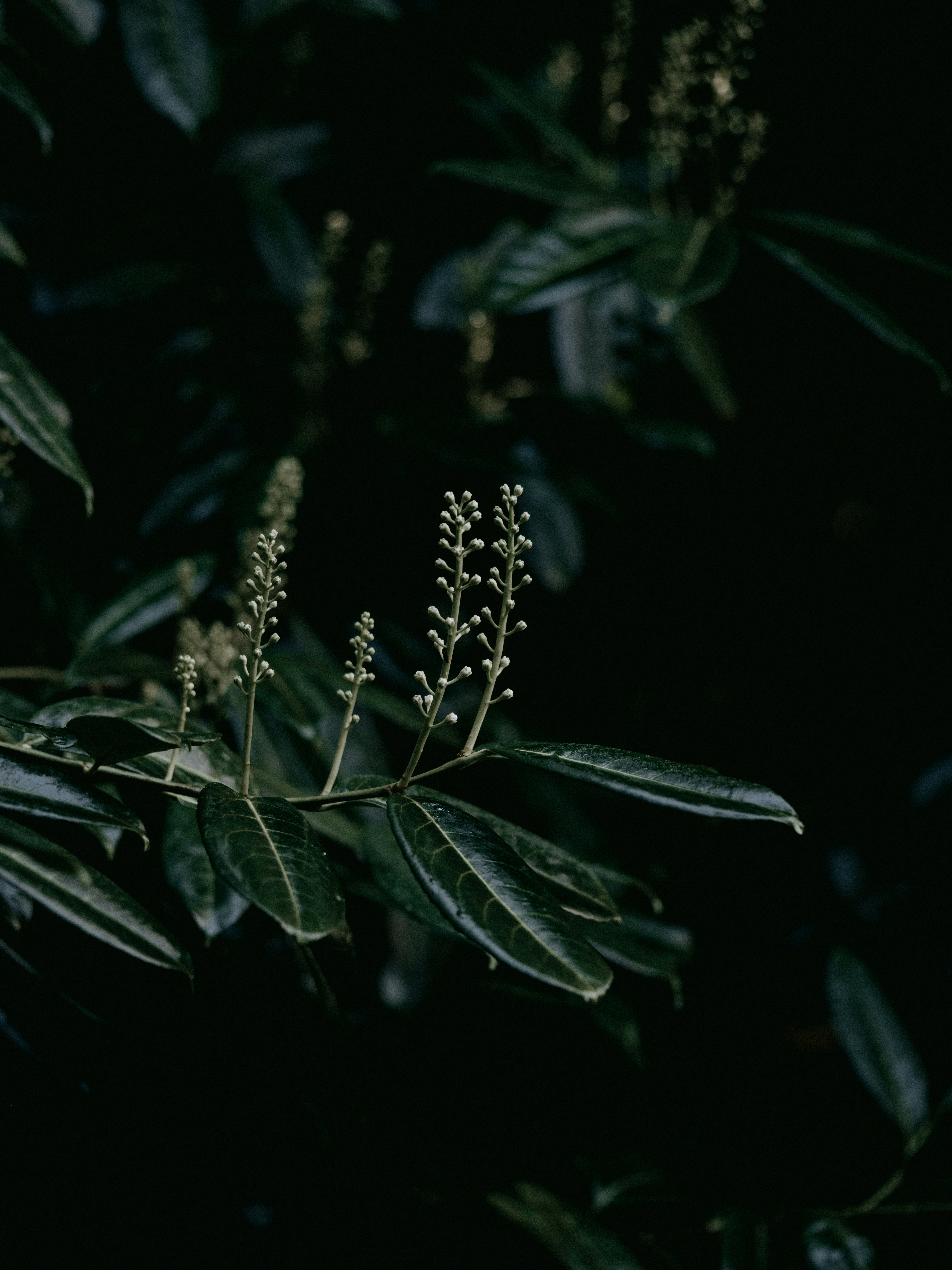 a close up of a plant with lots of leaves