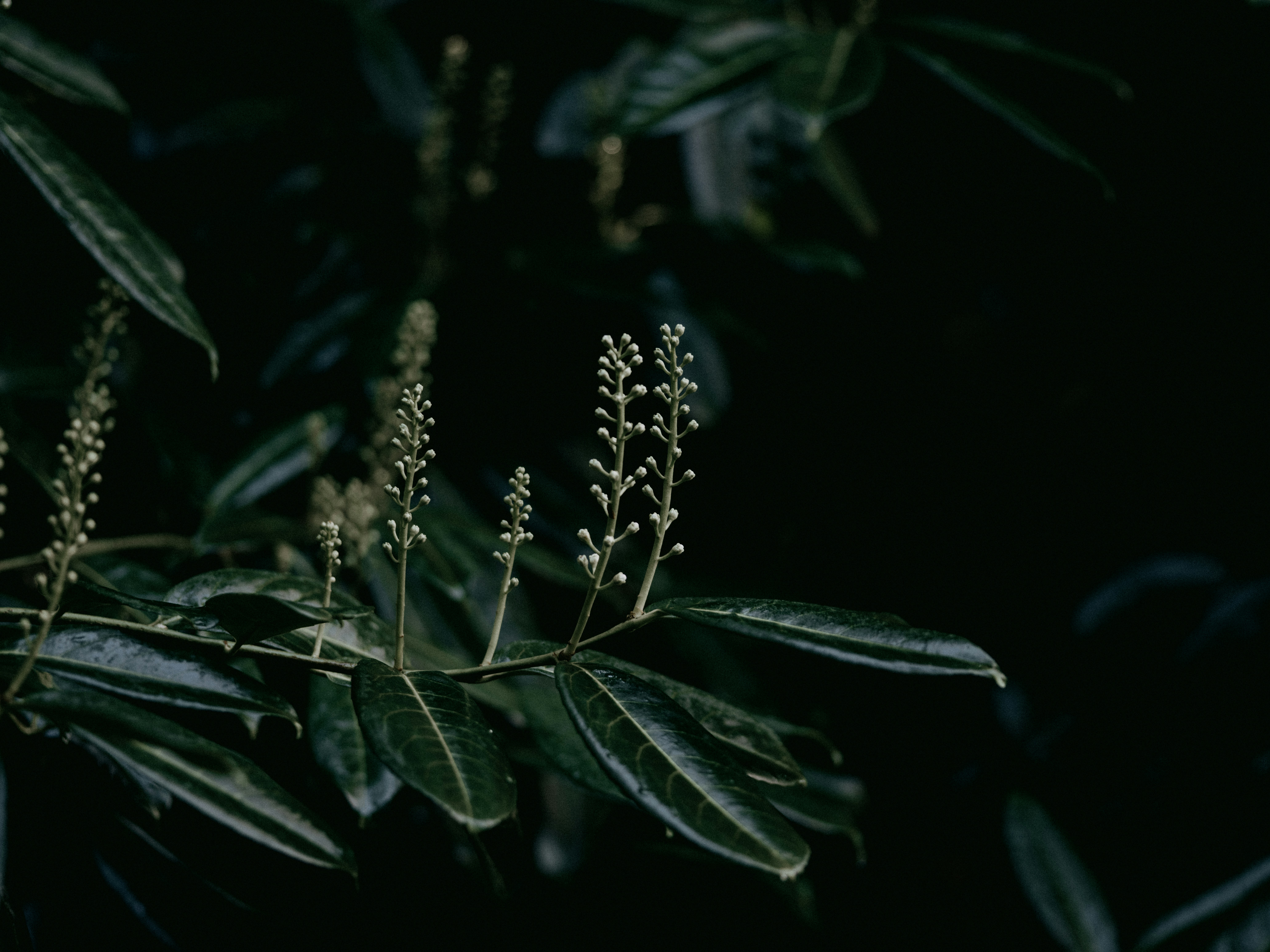a close up of a plant with lots of leaves