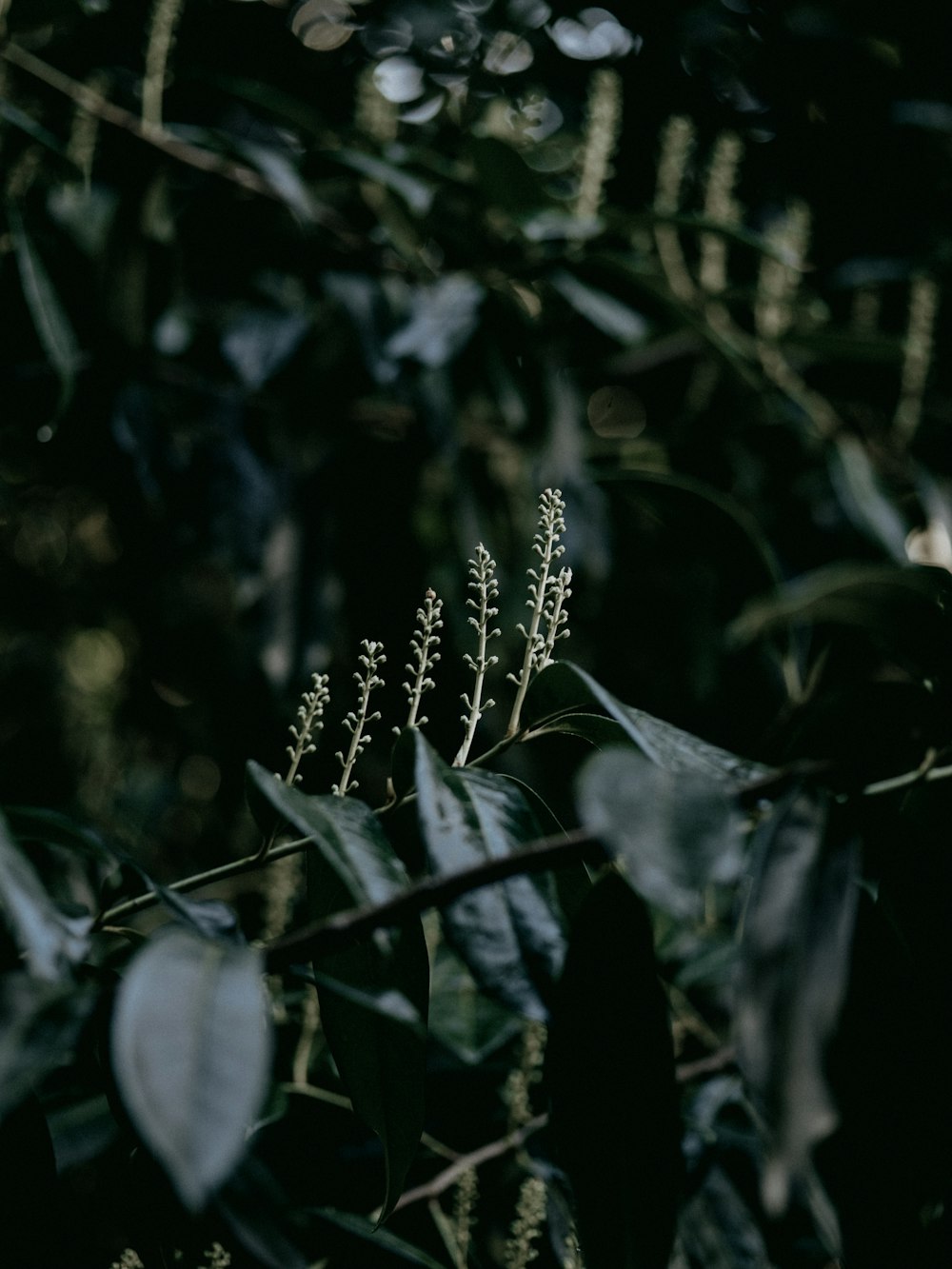 a close up of a plant with lots of leaves