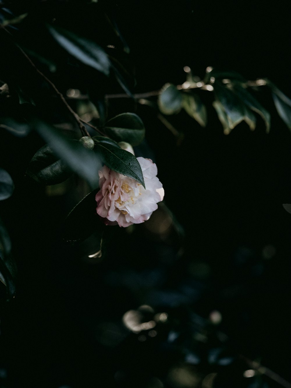 a white and pink flower on a tree branch