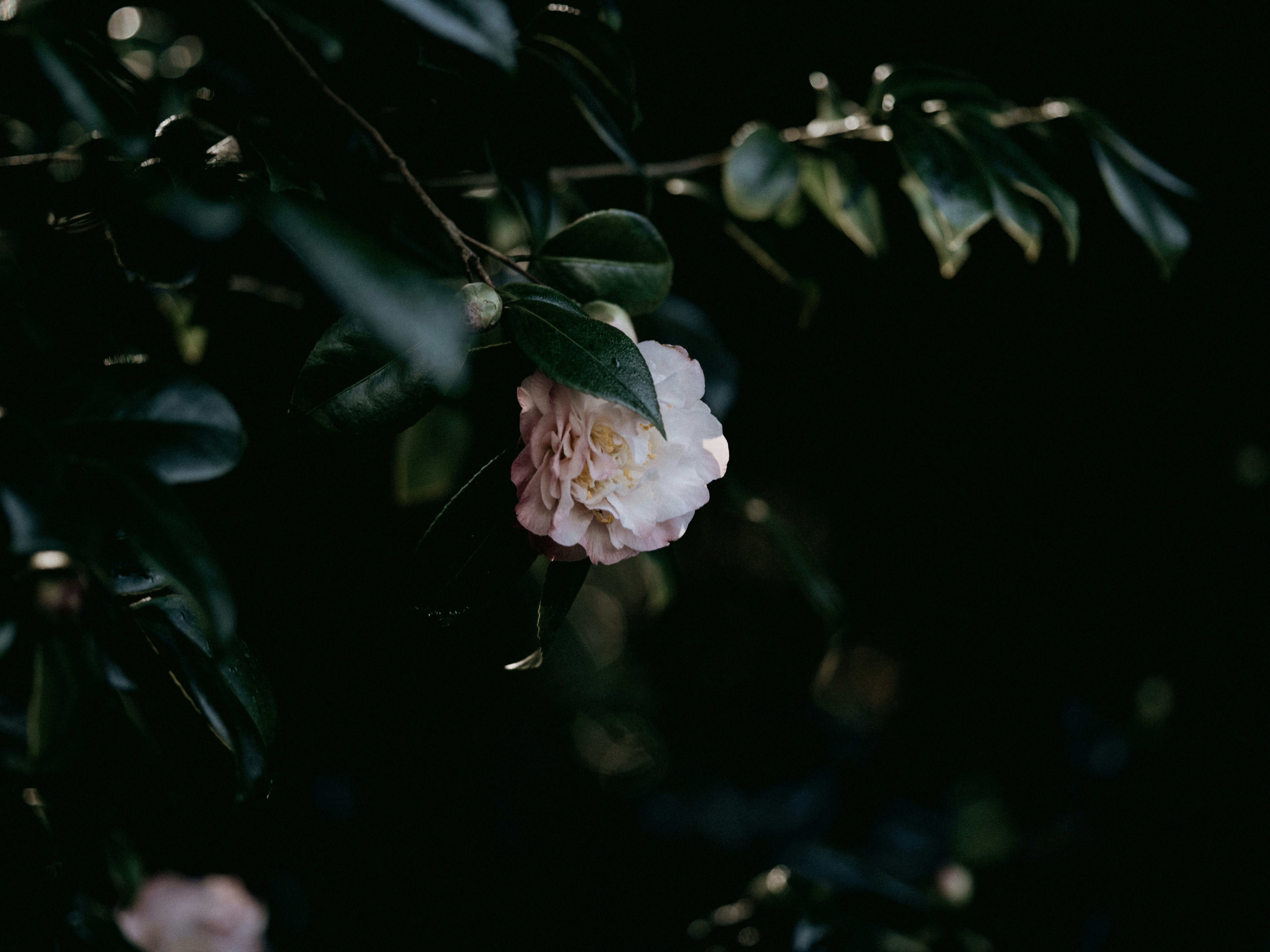 Photo by anniespratt