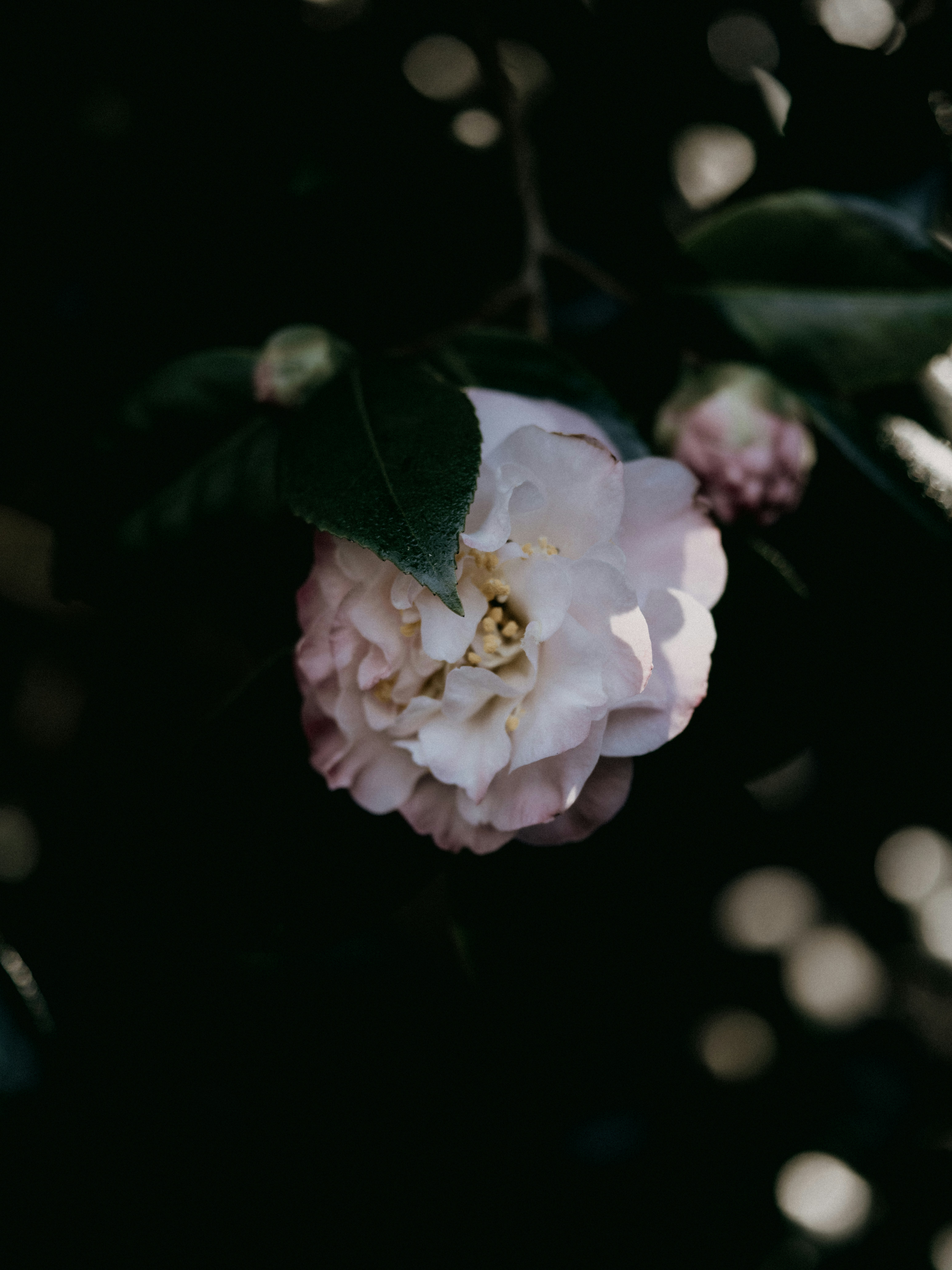 Photo by anniespratt