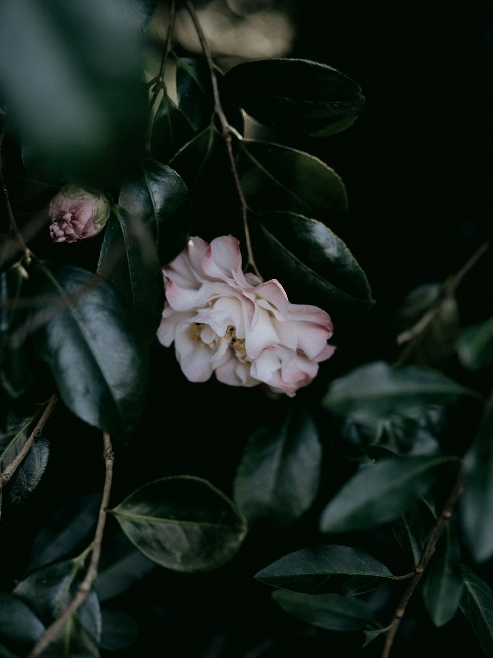 a flower that is sitting on a branch