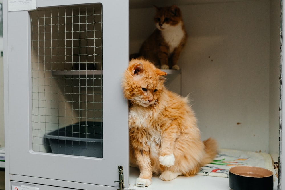 Un gato sentado dentro de una casa para gatos junto a otro gato