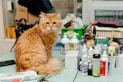 an orange cat sitting on a table surrounded by cosmetics