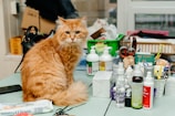 an orange cat sitting on a table surrounded by cosmetics