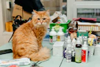 an orange cat sitting on a table surrounded by cosmetics