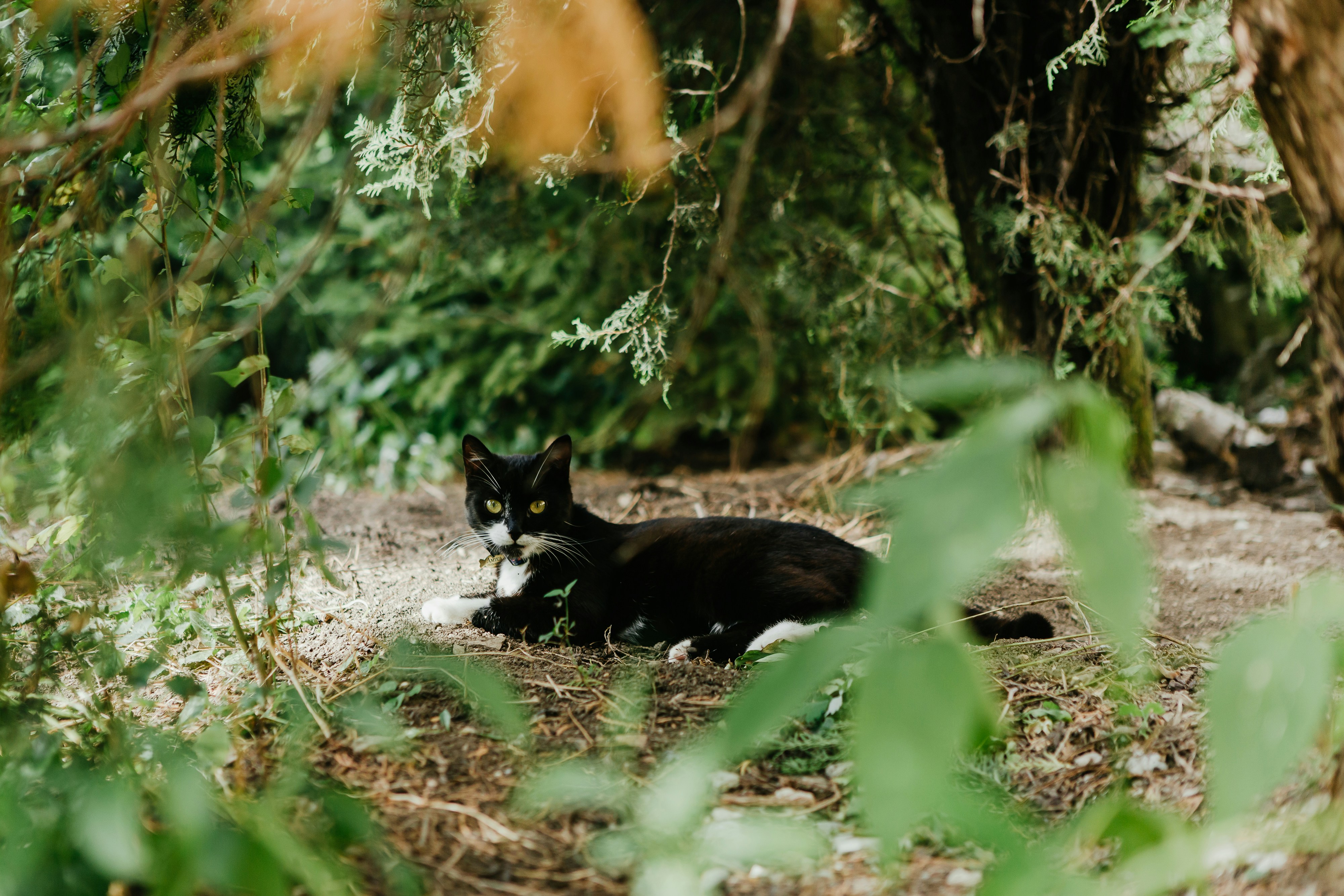 un gato blanco y negro tumbado en el bosque