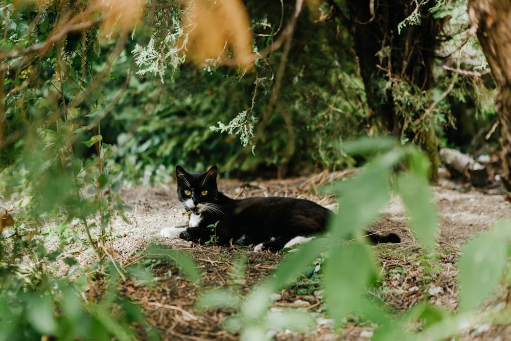 a black and white cat laying in the woods