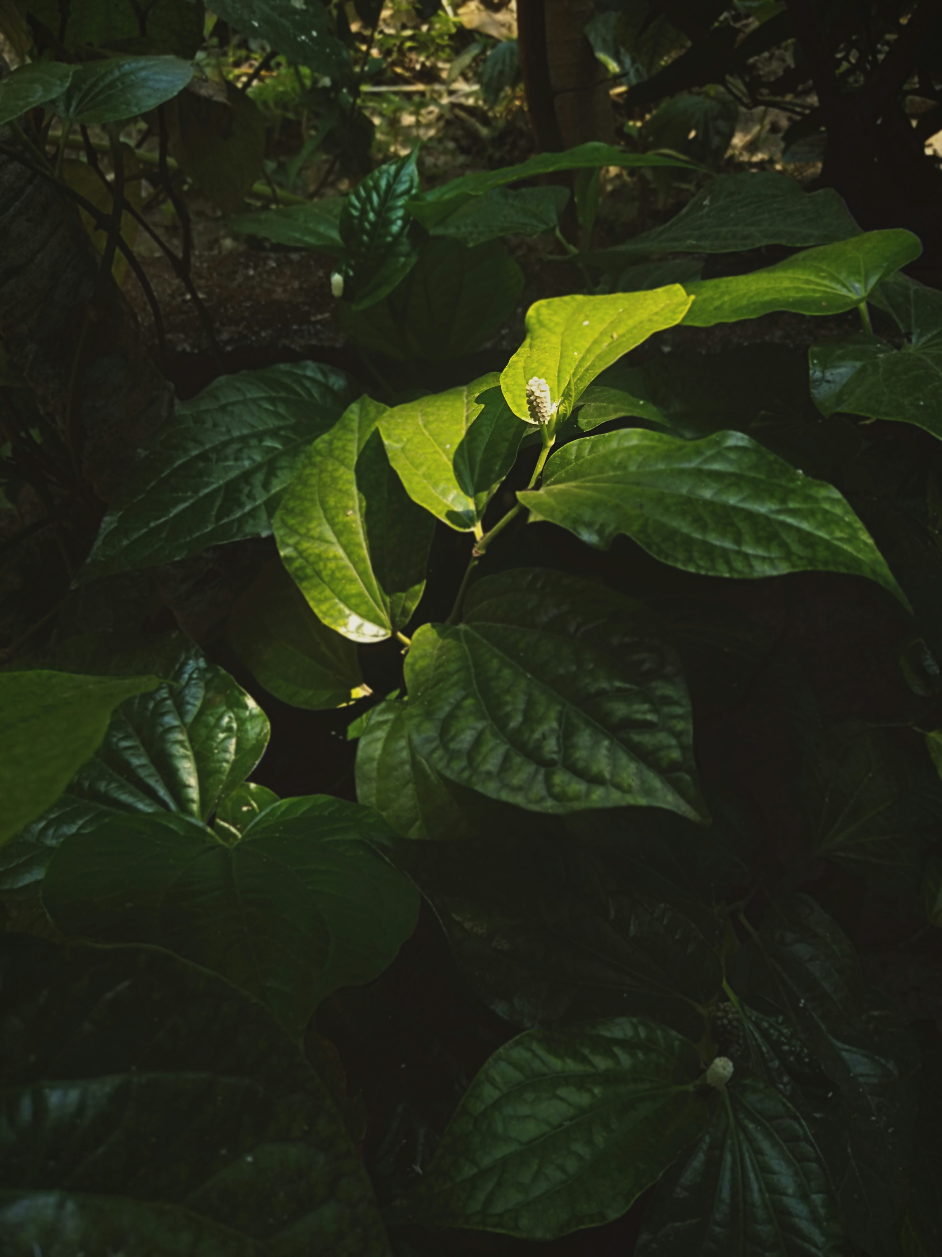 Photo by surely_abhiram_sp_h2