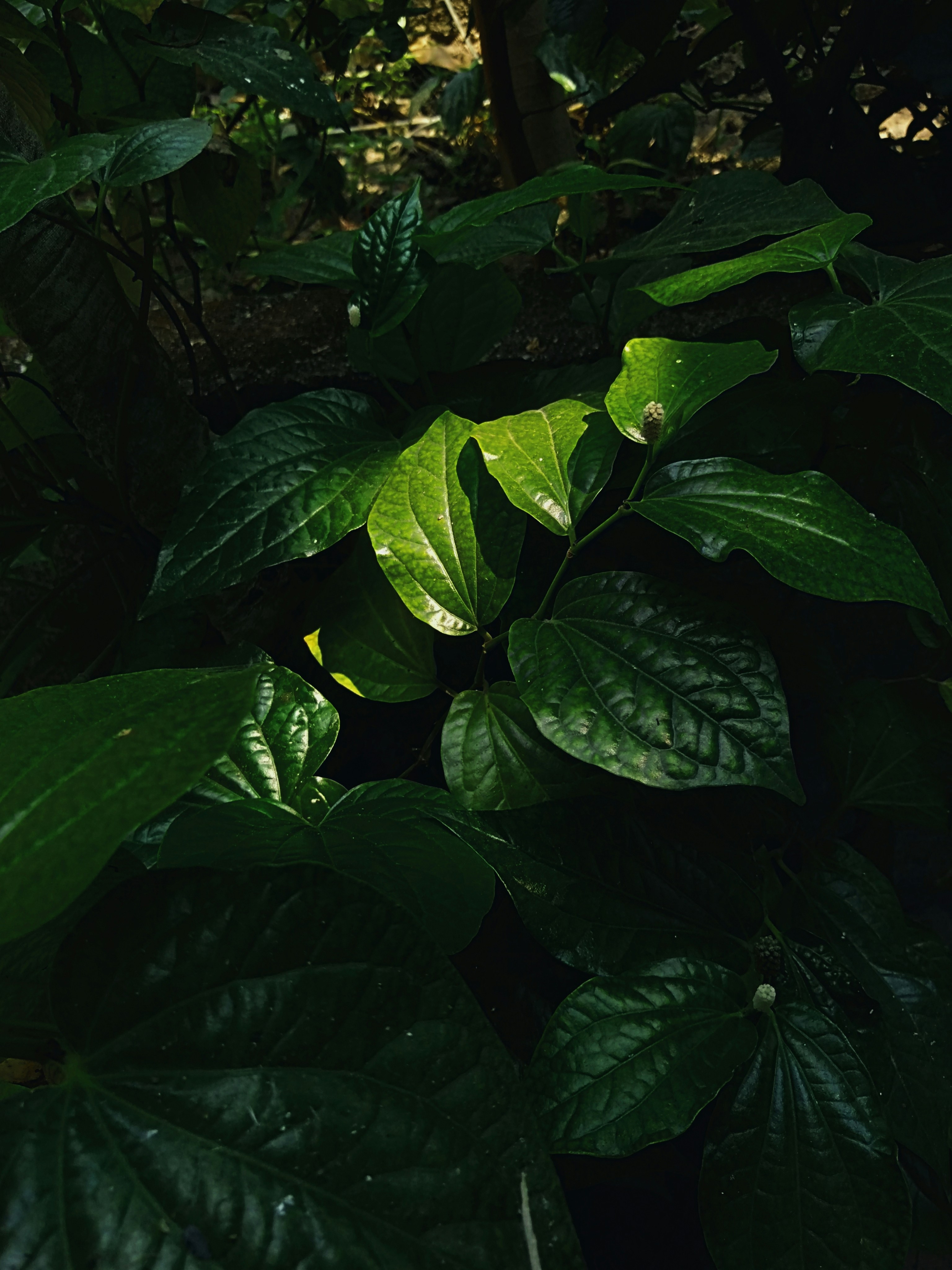 Photo by surely_abhiram_sp_h2