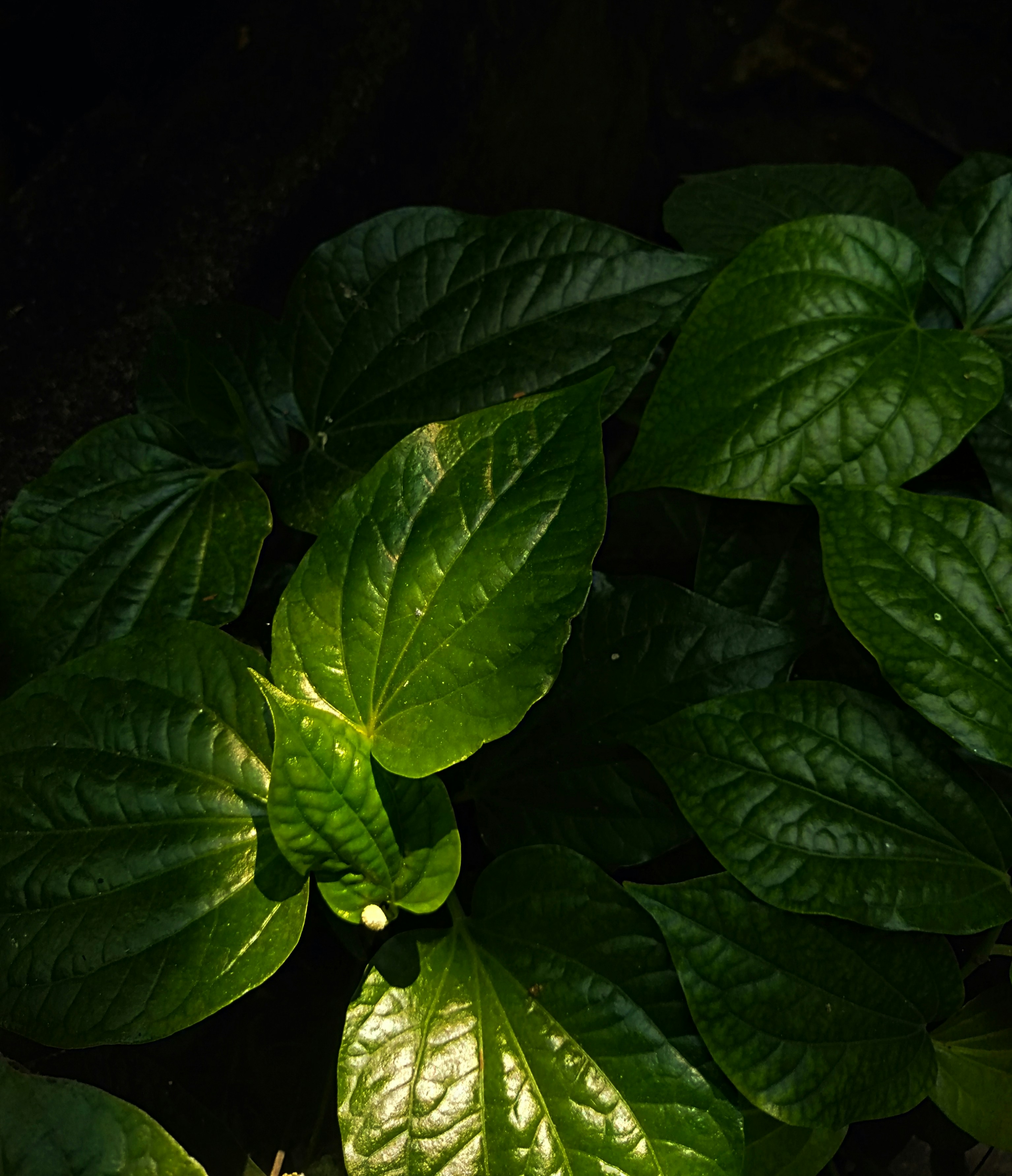 Photo by surely_abhiram_sp_h2