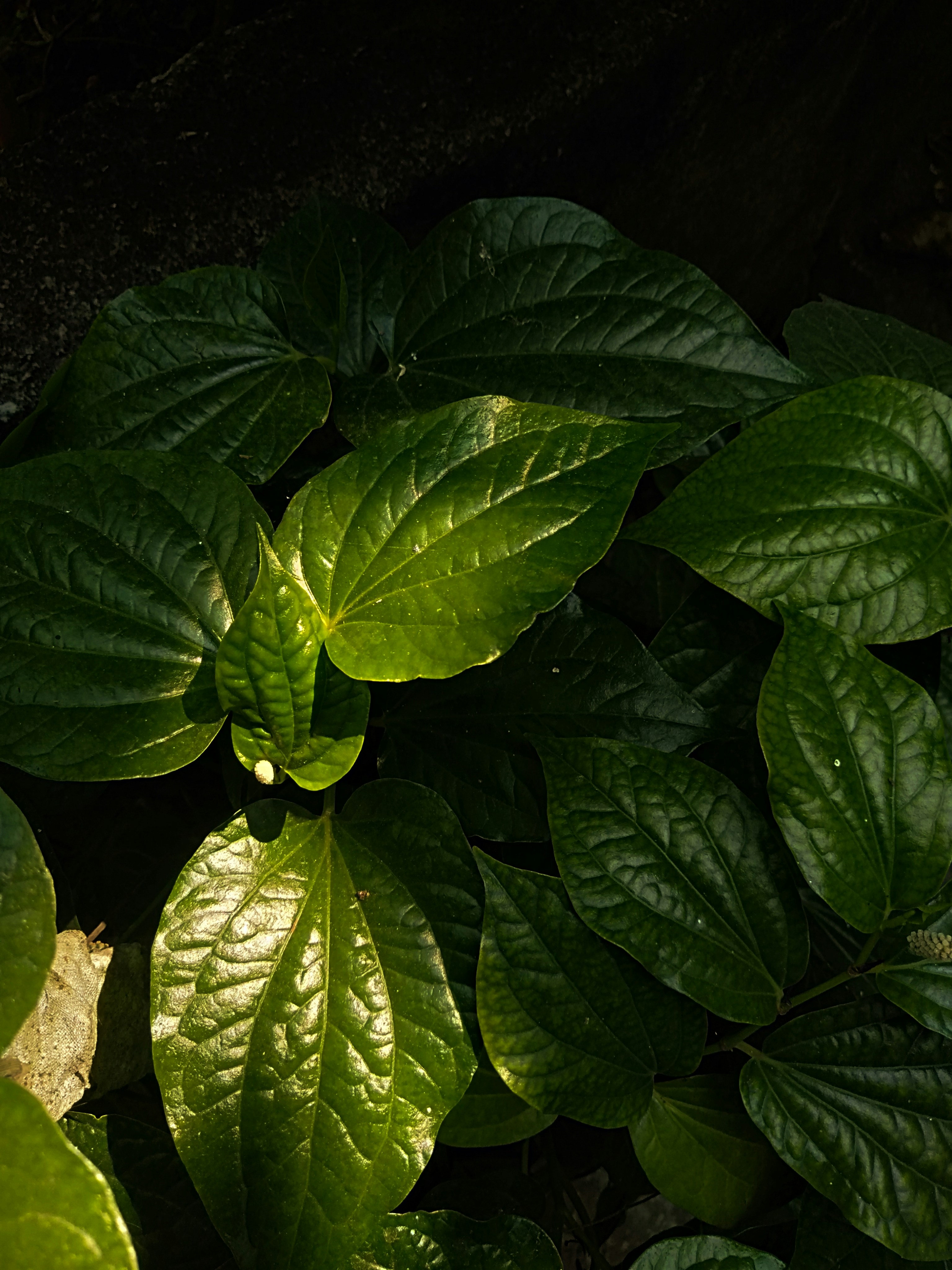 Photo by surely_abhiram_sp_h2