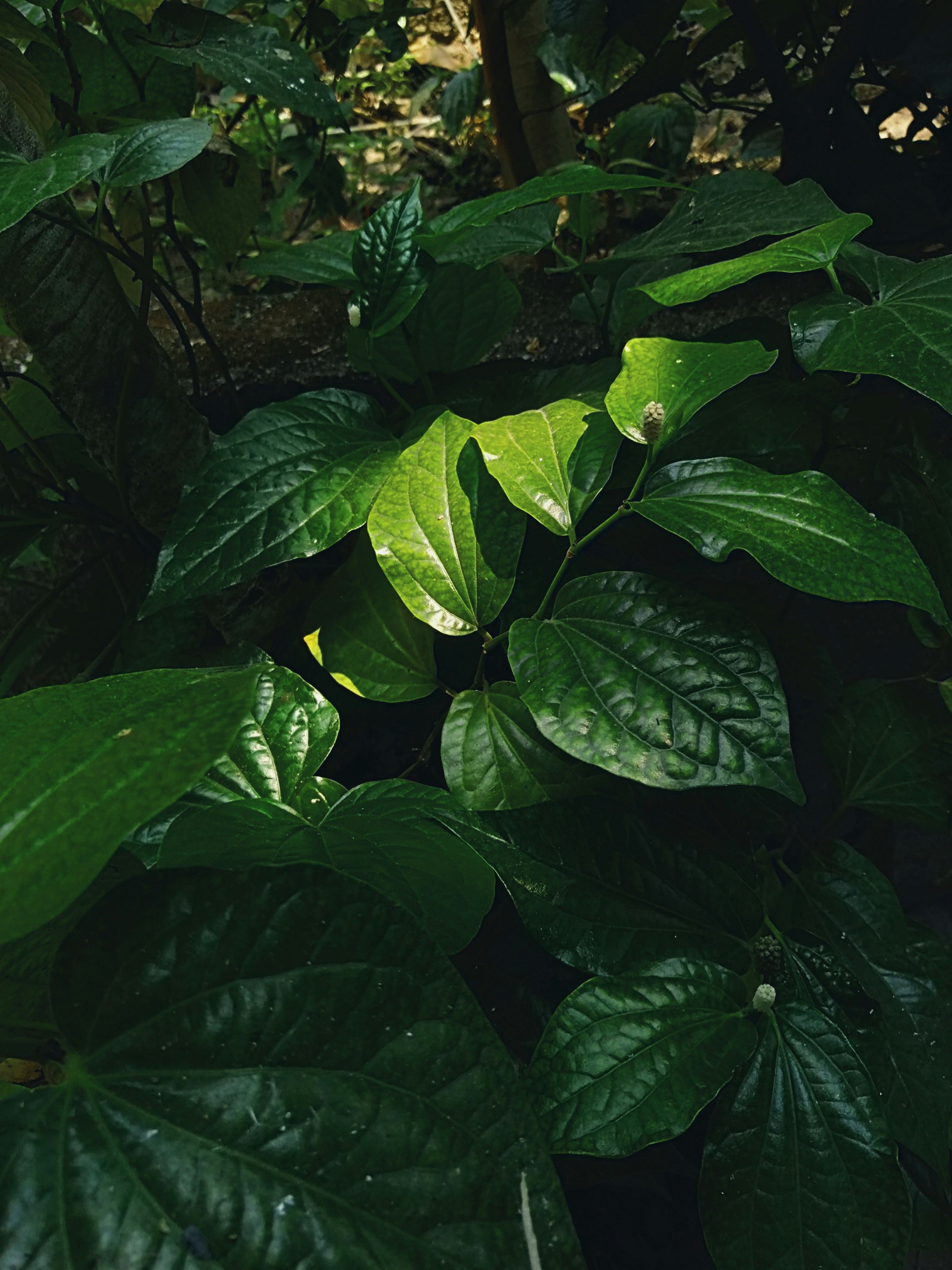 Photo by surely_abhiram_sp_h2