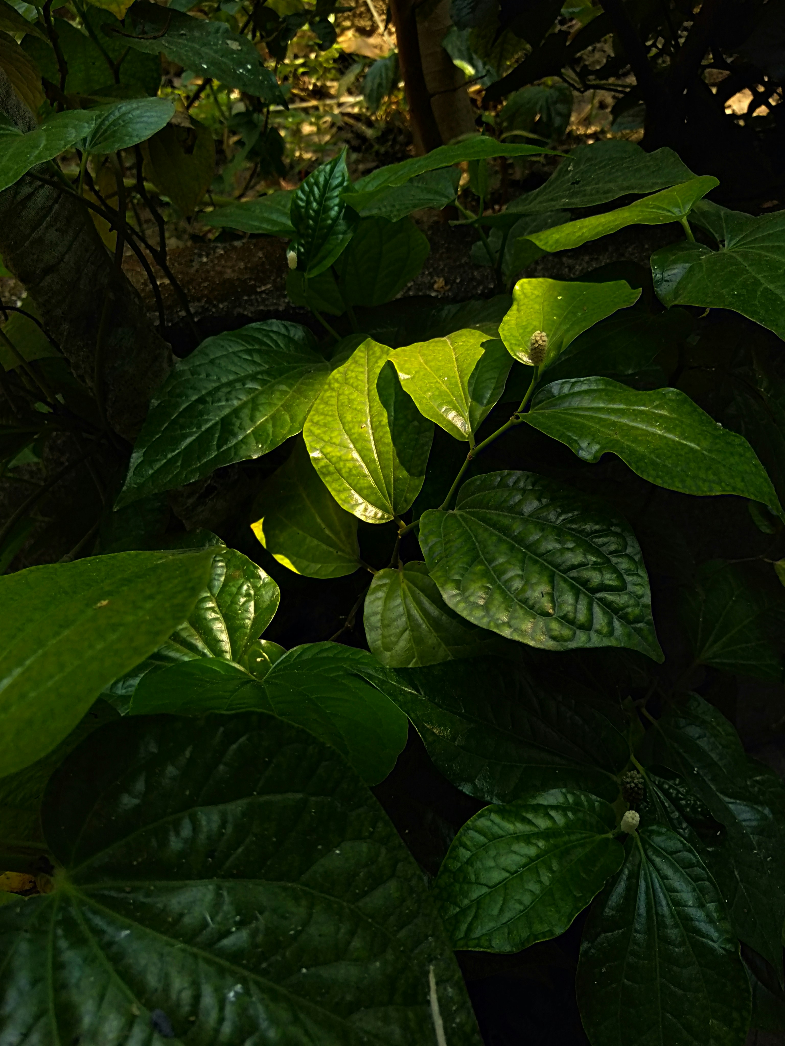 Photo by surely_abhiram_sp_h2