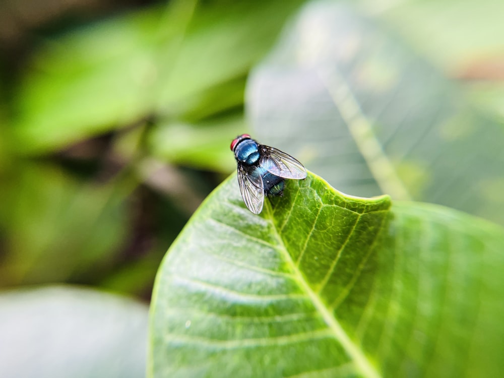 a fly sitting on top of a green leaf