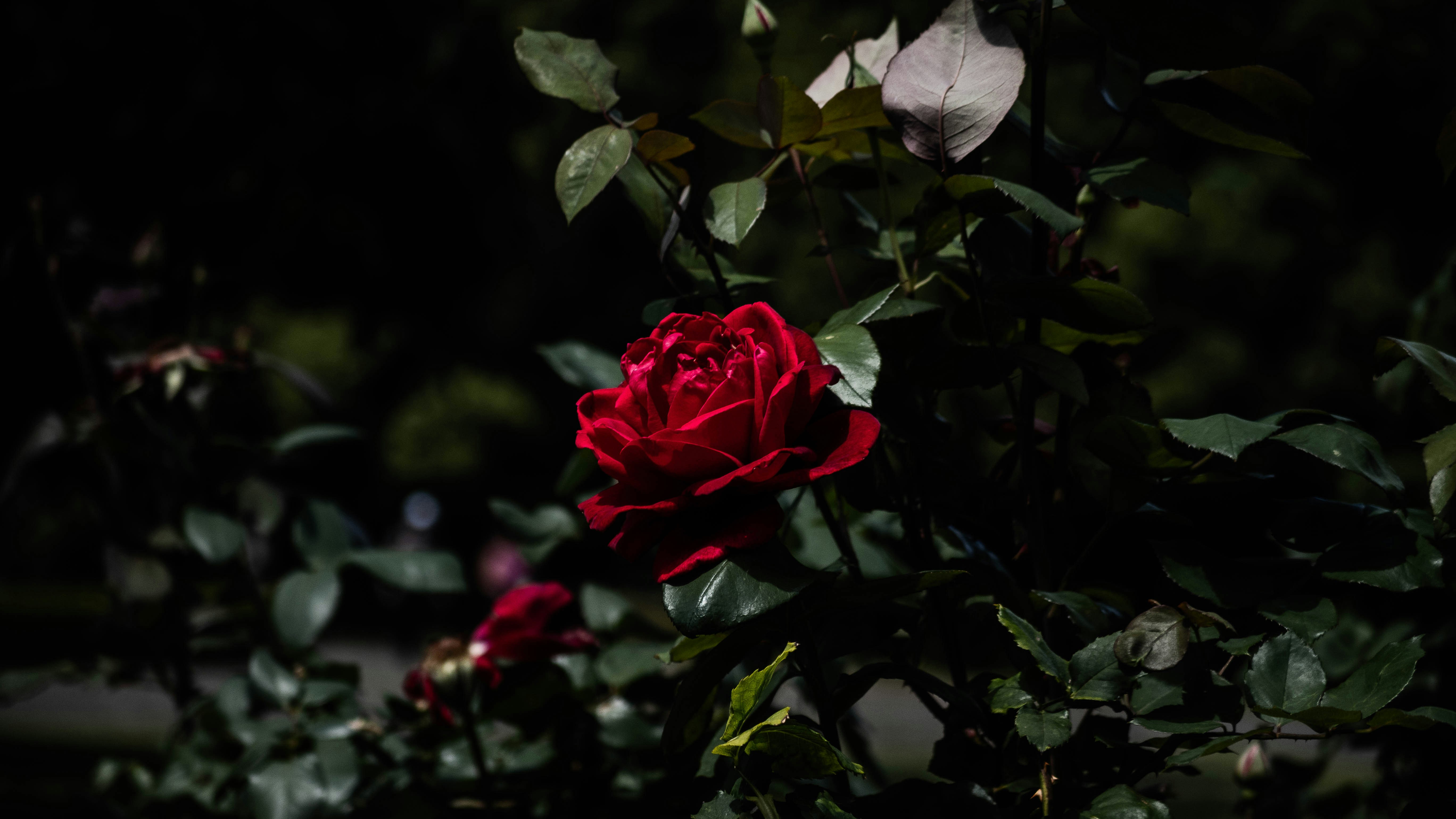 Photo by martin_dav1d