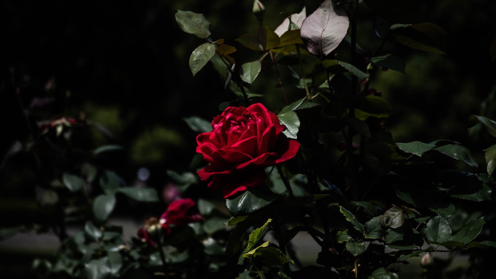 Une rose rouge s’épanouit dans l’obscurité