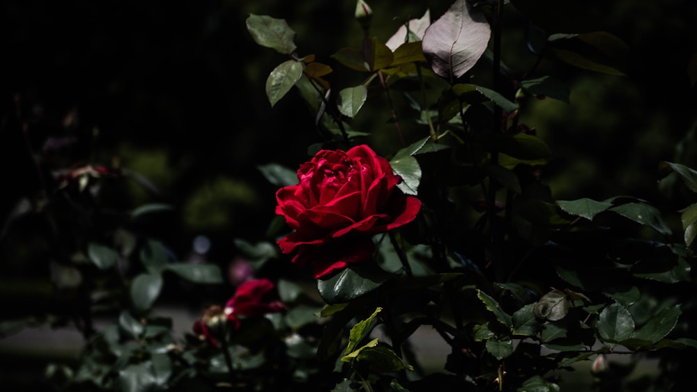 a red rose is blooming in the dark